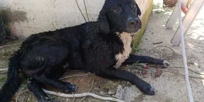 Herojsko spašavanje u Banjaluci: Vatrogasci iz bunara izvukli psa
