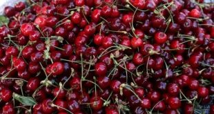 Imate bolove u stomaku nakon što pojedete trešnje? Evo zašto se to dešava
