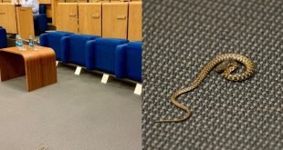 Nevjerovatna scena u Parlamentu FBiH: Zmija se pojavila pred početak sjednice!