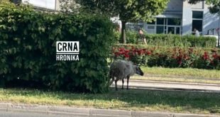 Sarajevska ovca pobjegla pred Kurban-bajram, snimljena kako odmara na Otoci